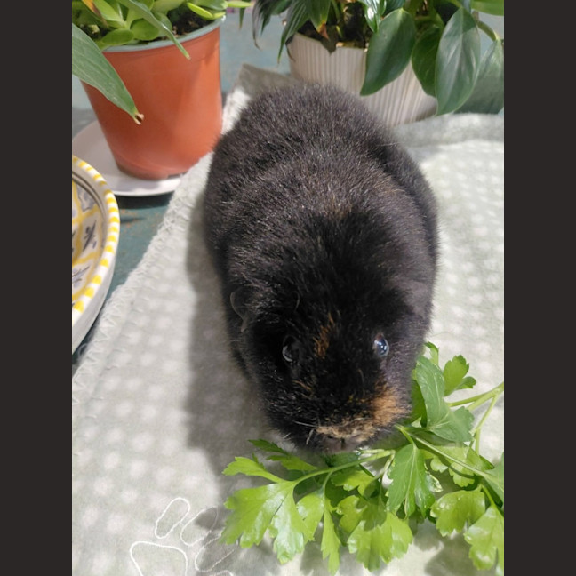 Photo of Peanut And Shadow