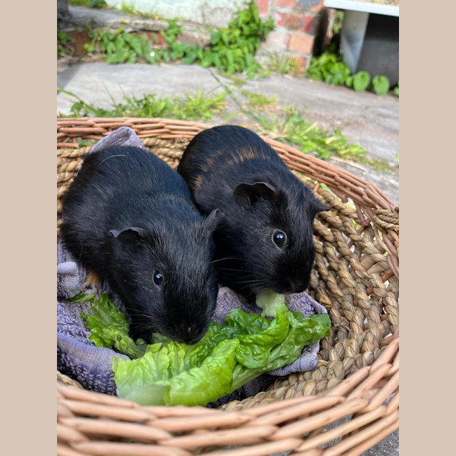 Photo of Dargan / Vincent And Dargan