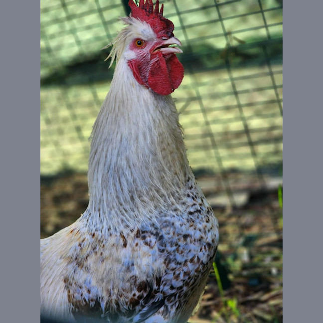 Photo of 🐓 Roopaul 6336 🐓