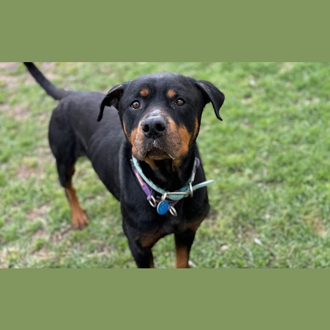 Photo of Ziggy