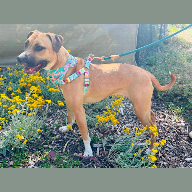 Photo of Piper