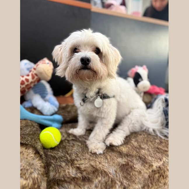 Photo of Max (Was Yoki ) 