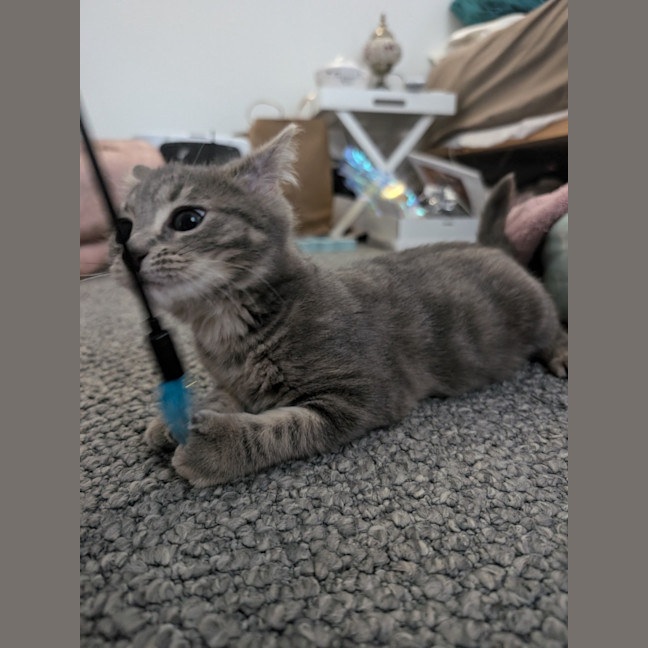 Photo of Ash Wednesday 🩶