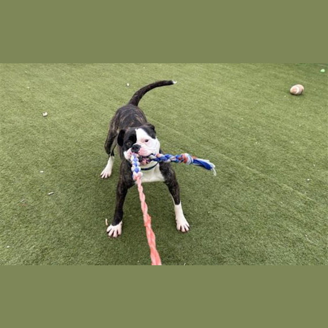 Photo of Buddy