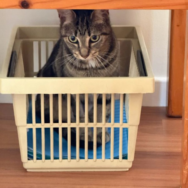 Photo of Sylar   Now At Pet Quarters Morisset