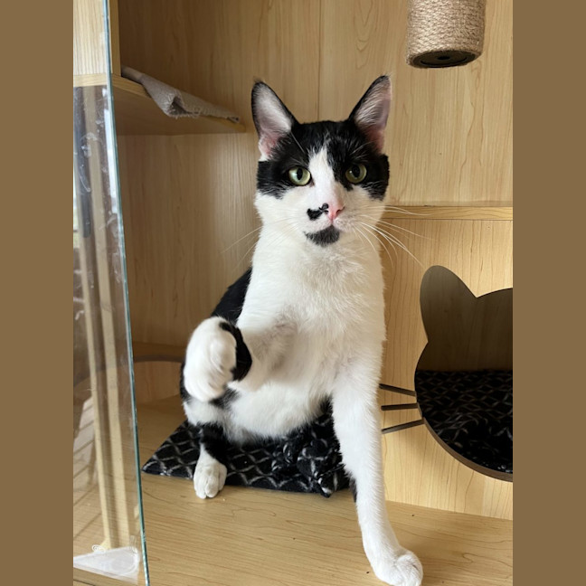 Photo of Clarke   Available At Pet Quarters Morisset