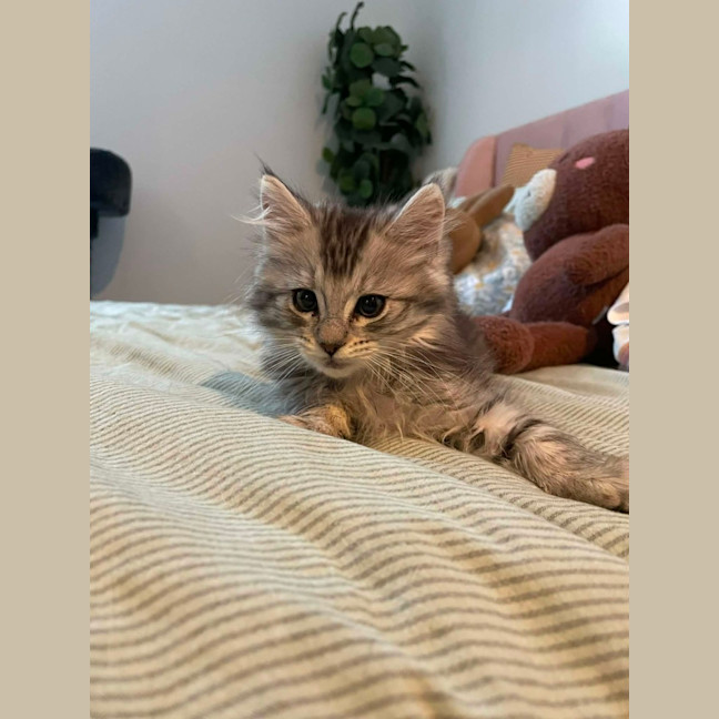 Photo of Dutchess Sparklepaws 