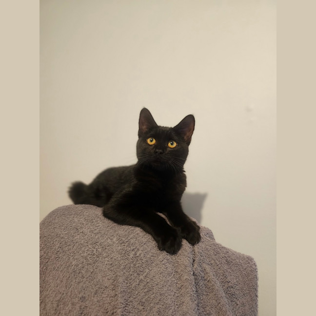 Photo of Misty