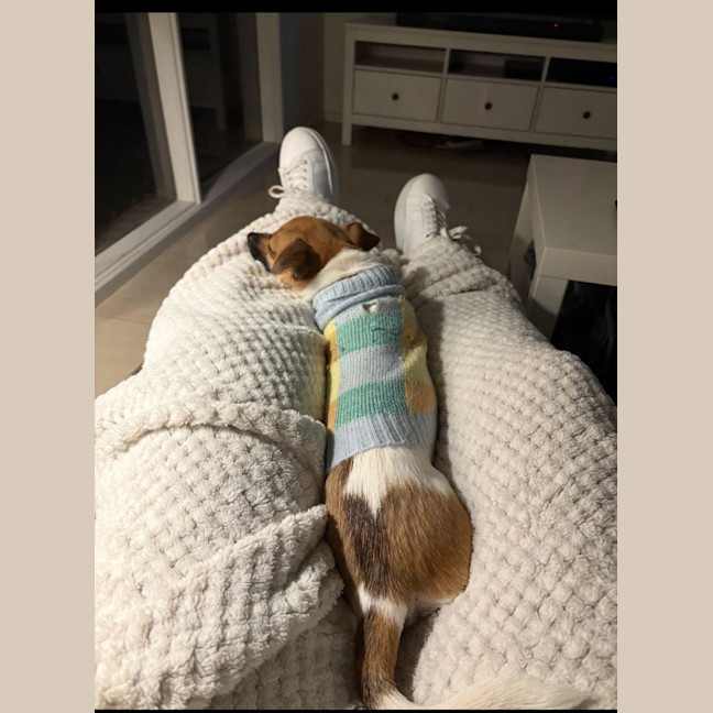 Photo of Chip