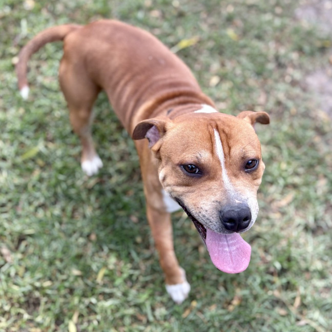 Photo of Rascal