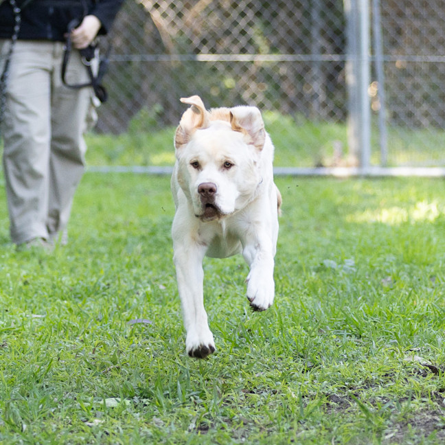 Photo of Simba