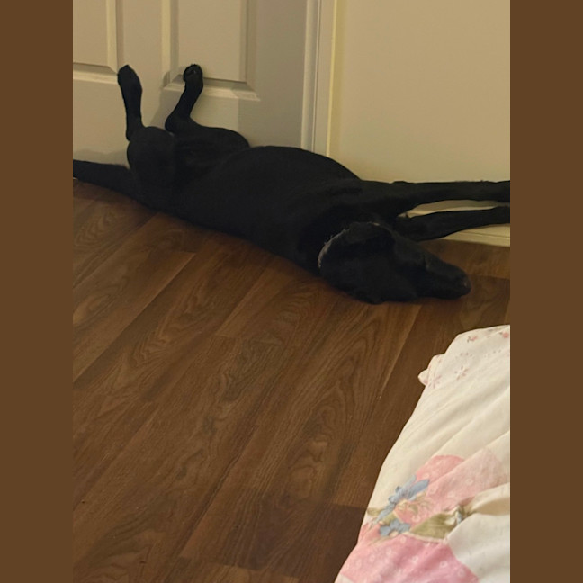Photo of Rosie