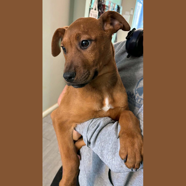 Photo of Cobbler