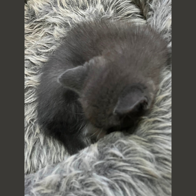 Photo of Tonka ** 2nd Chance Cat Rescue**