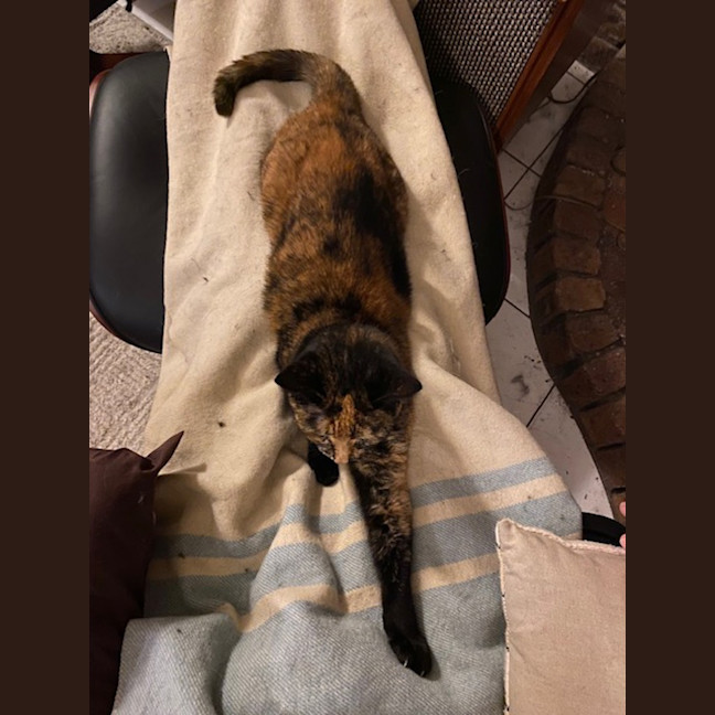 Photo of Leia