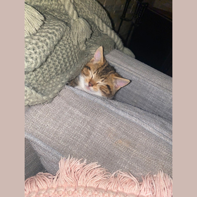 Photo of Pumpkin 