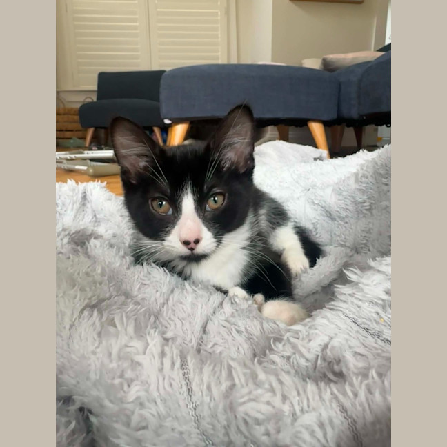 Photo of Ophelia