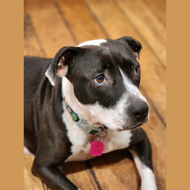 Photo of Rosie