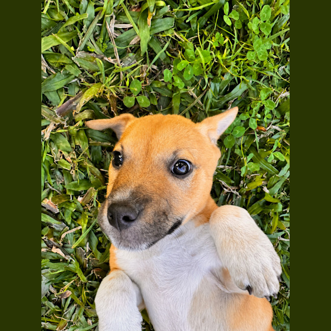 Photo of Otis