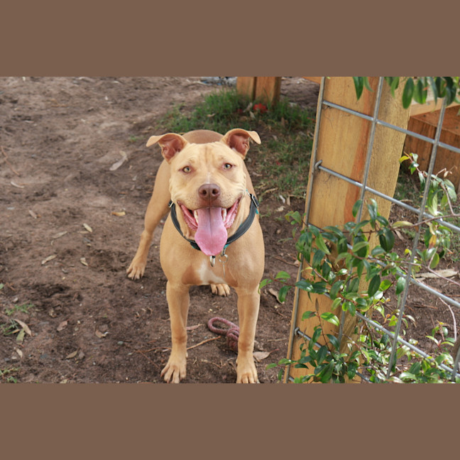 Photo of Coco