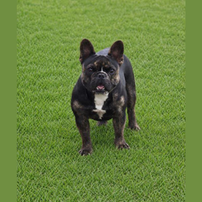 Photo of Frankie