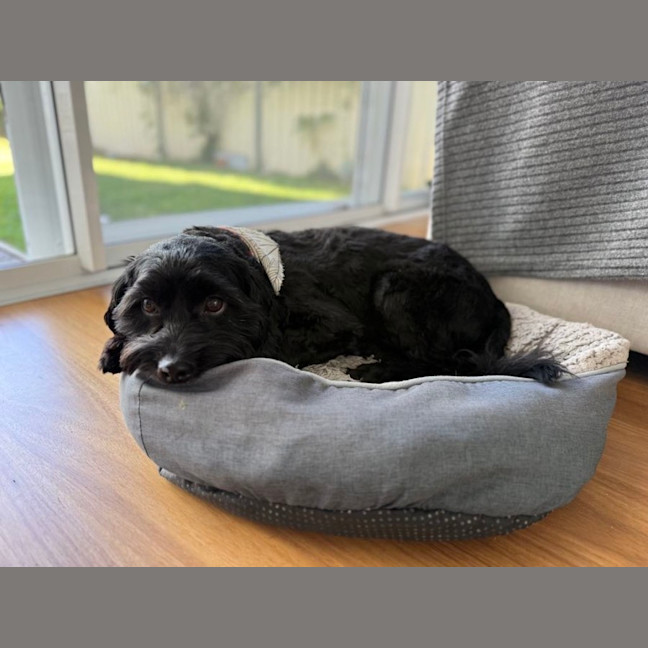 Photo of Koda   1 Year Old Cavoodle