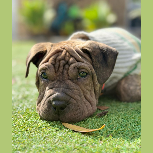 Photo of Tank