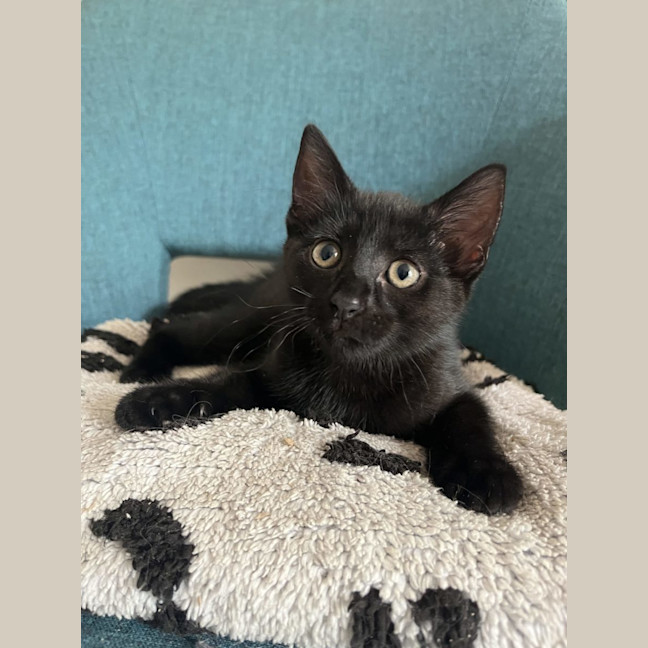 Photo of Tuumtum   Available 18/1