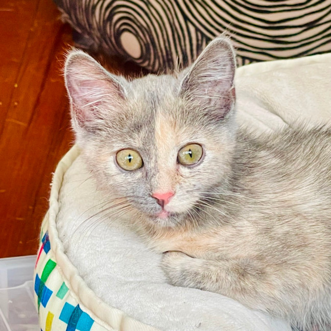 Photo of Cottontail   Located In Preston 