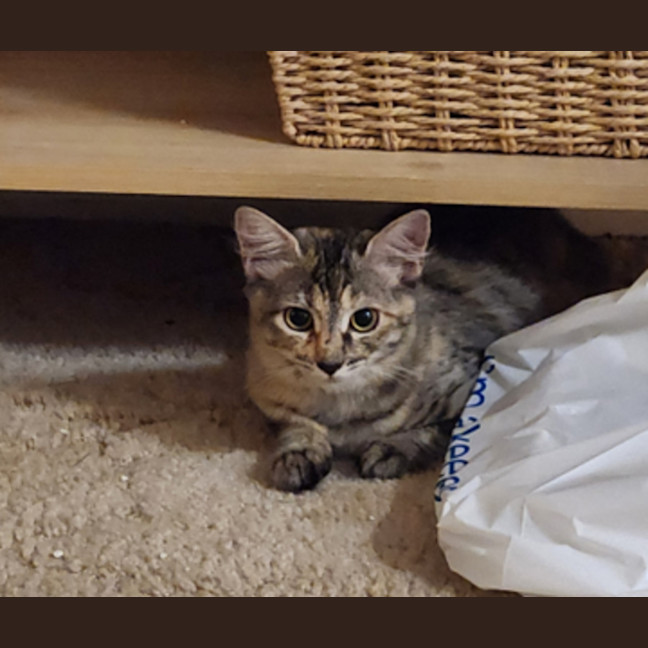 Photo of Charlie   4 Month Old Domestic Medium Hair