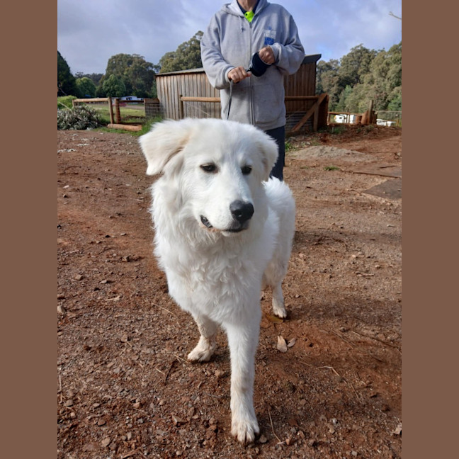 Photo of Jingle
