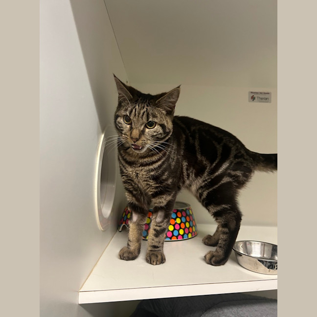Photo of Mischief