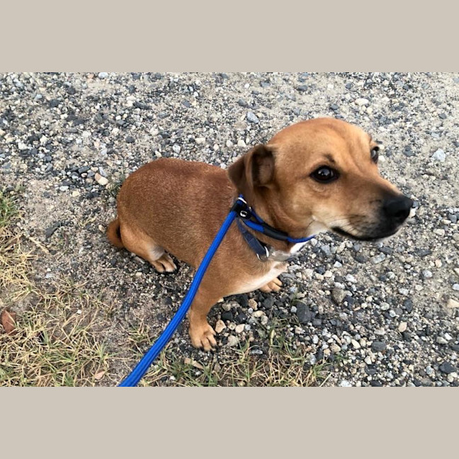 Photo of Ginger Meggs