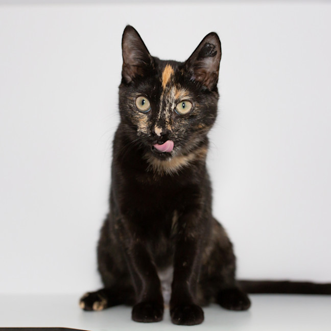Photo of Aries