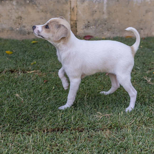 Photo of Riff