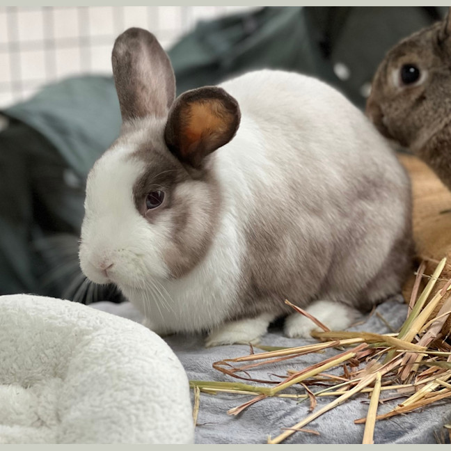 Photo of Miffy
