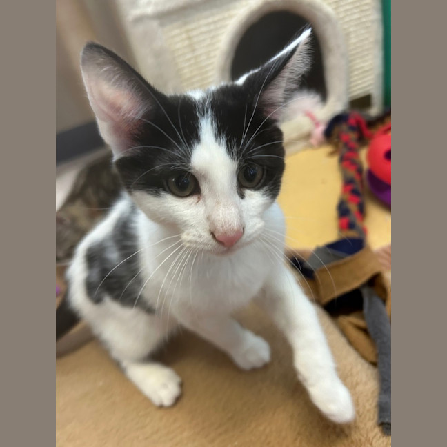 Photo of Guinness