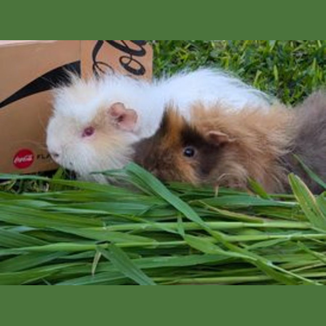 Photo of Max & Floyd 