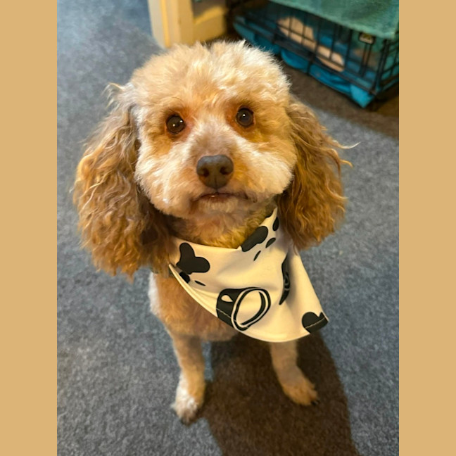 Photo of Romeo