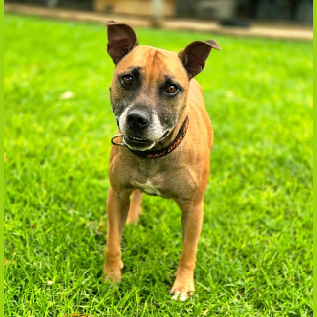 Photo of Rufus