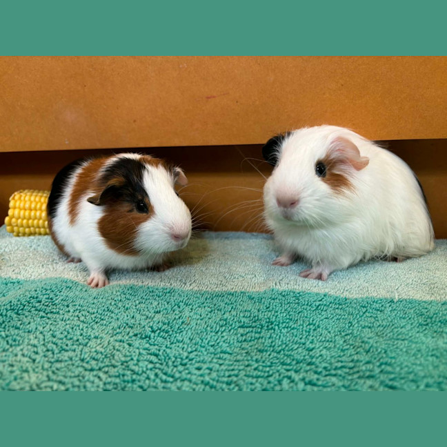 Photo of Ravioli / Gnocchi