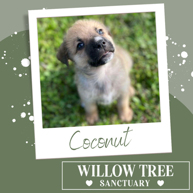 Photo of Coconut