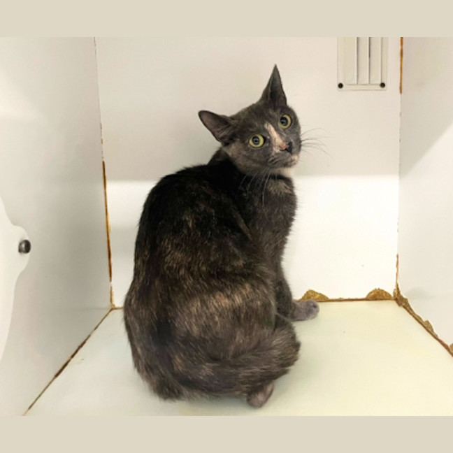 Photo of Dusty