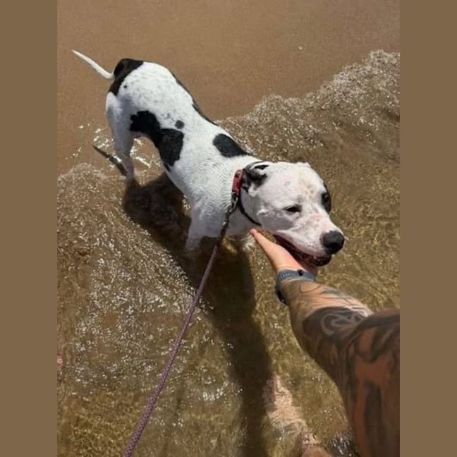 Photo of Rocco