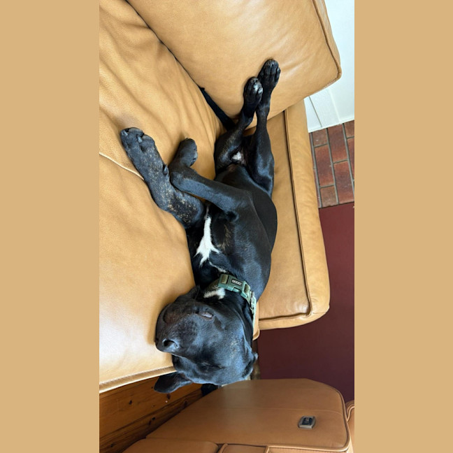Photo of Stitch