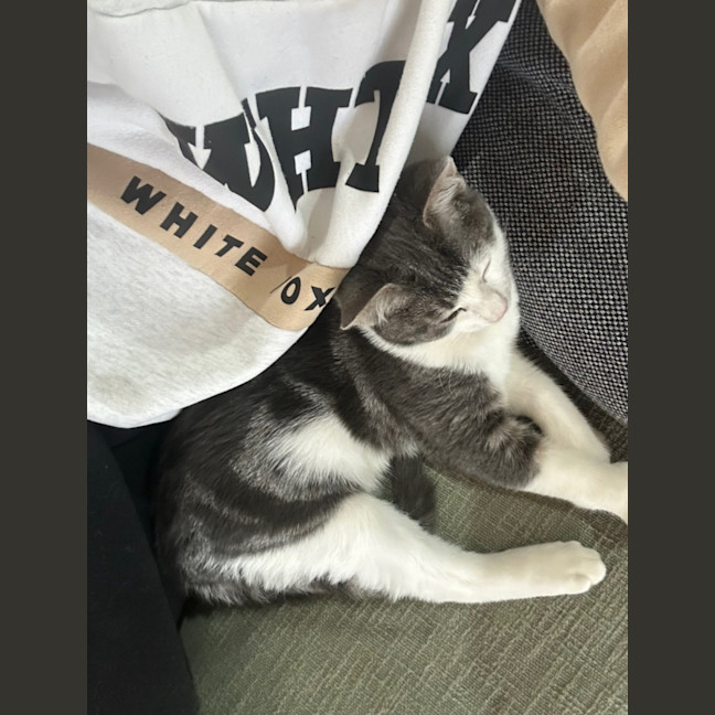 Photo of Maverick