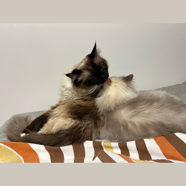 Photo of Dot (And Maurice)