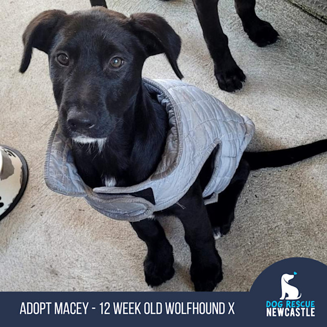 Photo of Macey   12 Week Old Wolfhound X