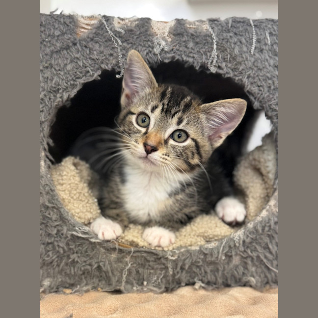 Photo of Dax