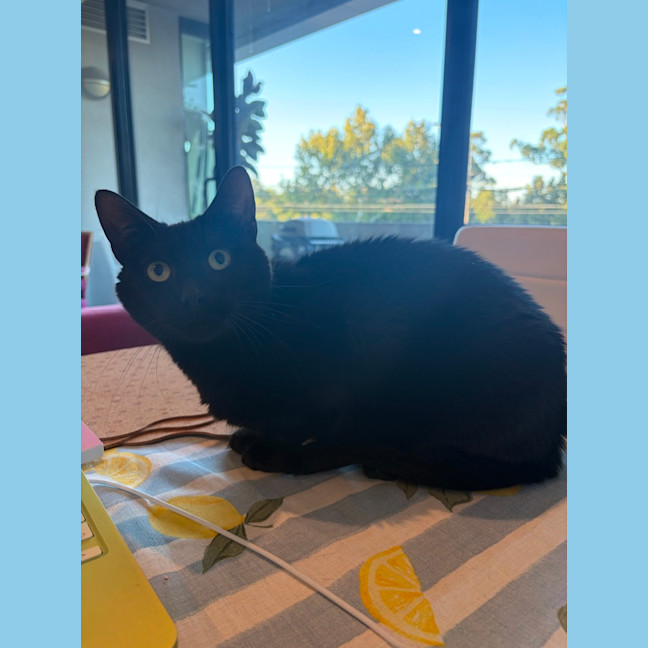 Photo of Clementine   In Foster Care In Fitzroy North